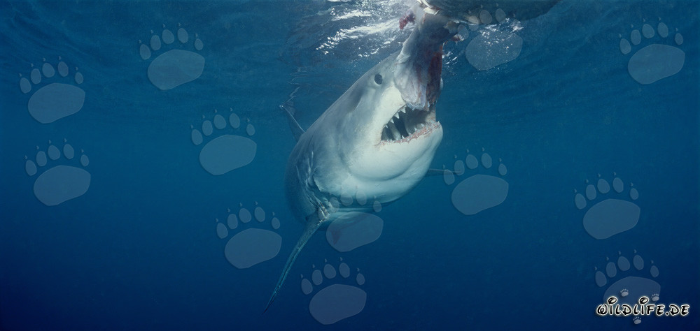 Tiburón blanco a punto de morder