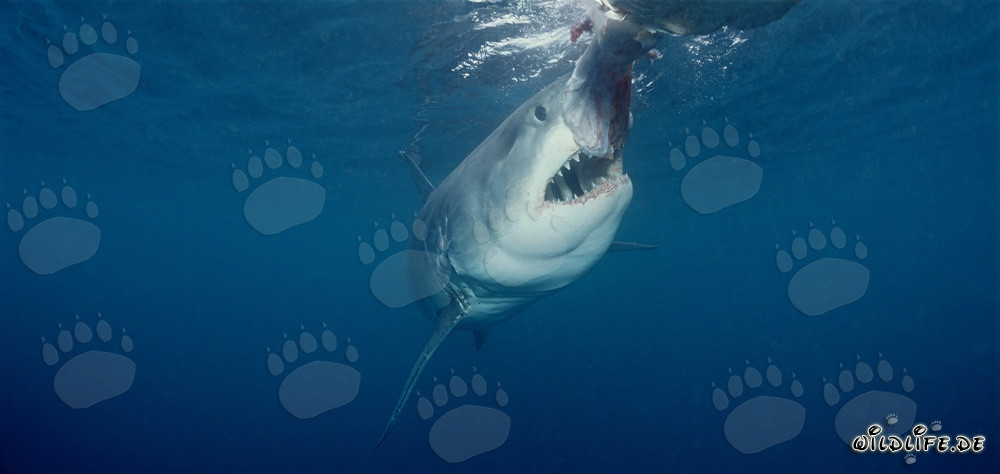 Weißer Hai kurz vor dem Biss