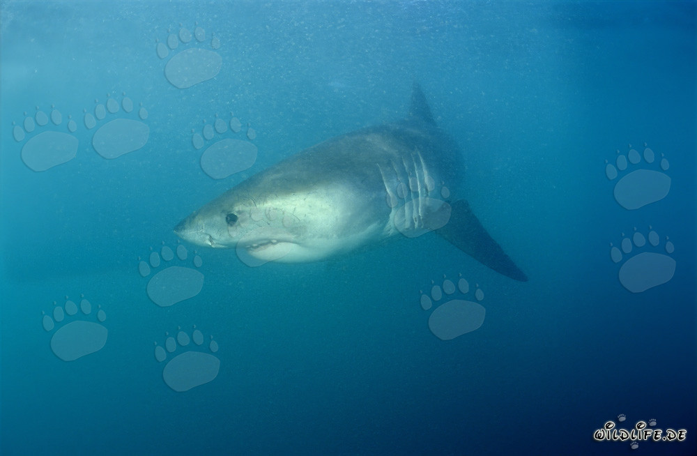 Baby great white shark in dangerous waters