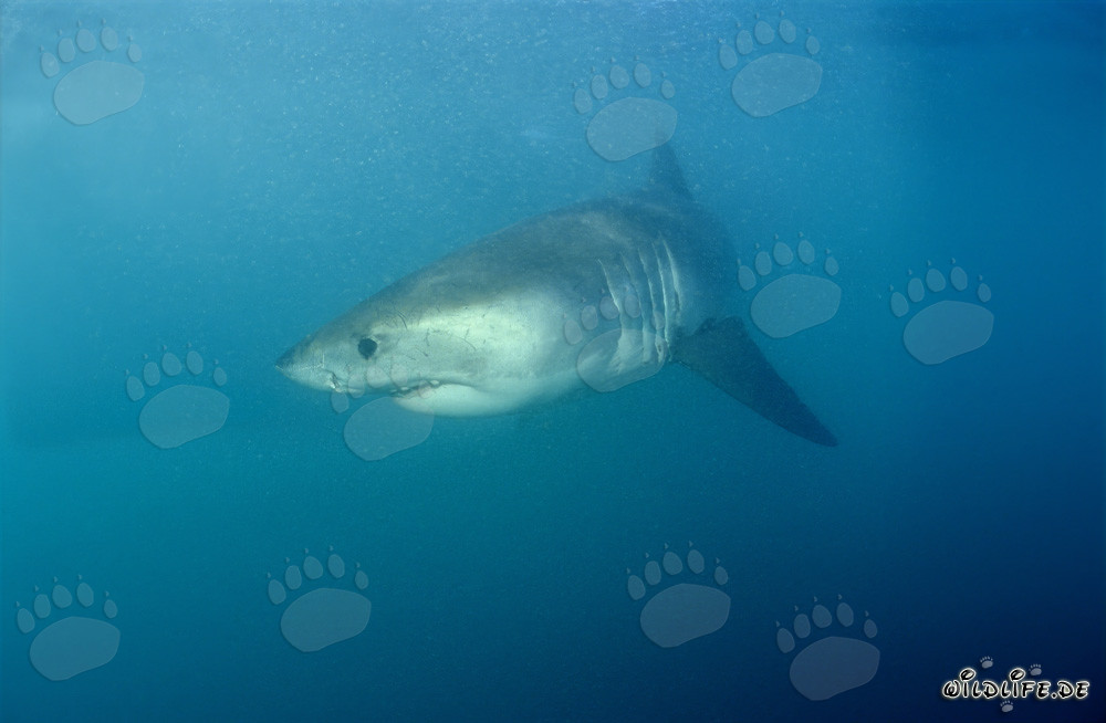 Jeune requin blanc dans des eaux dangereuses