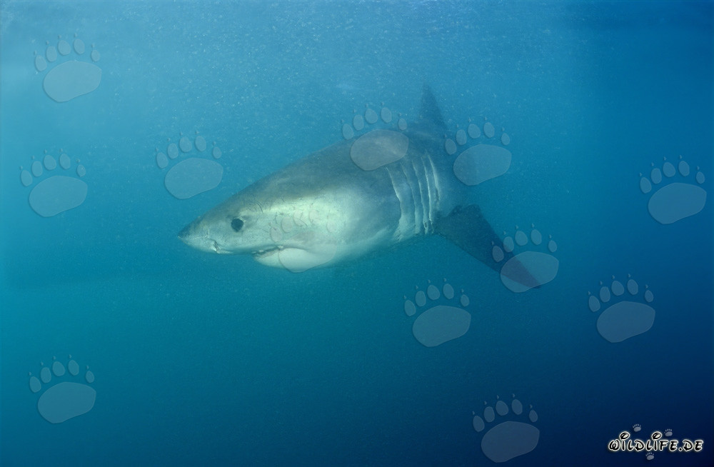 Tiburón blanco bebé en aguas peligrosas