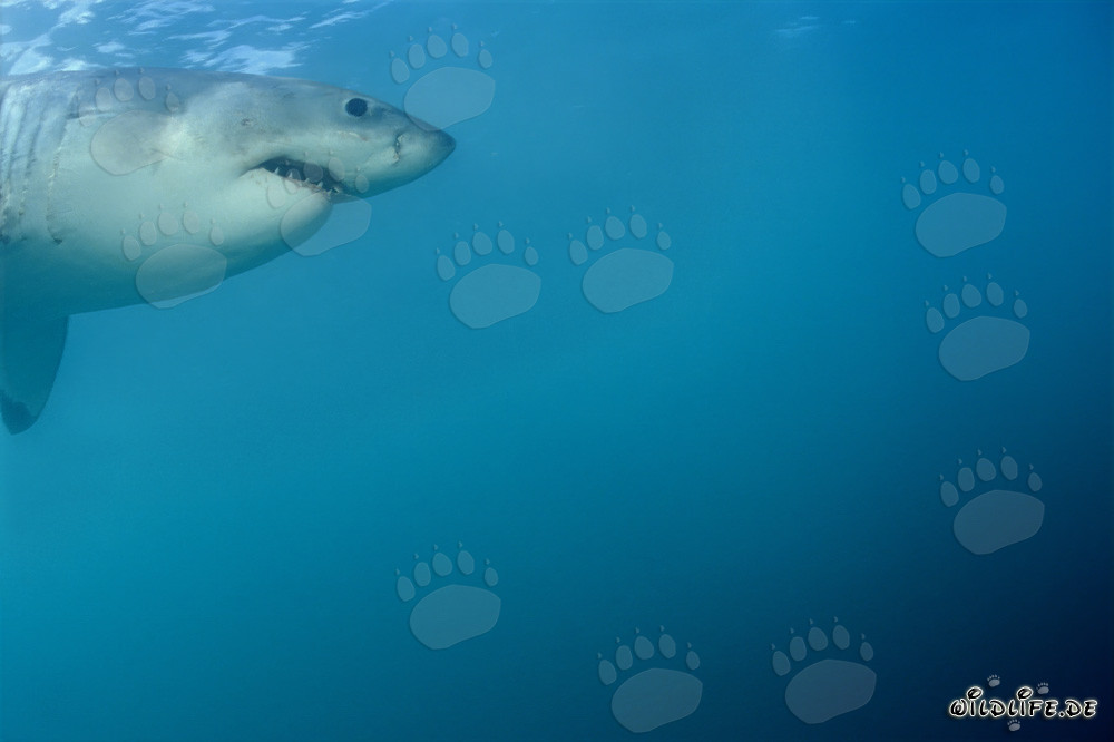 Portrait d'un majestueux grand requin blanc devant l'île Dyer en Afrique du Sud