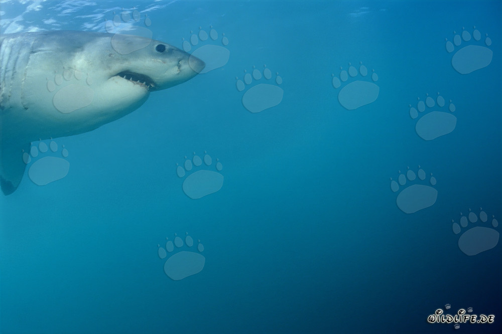Portrait of a majestic Great White shark in front of Dyer Island in South Africa