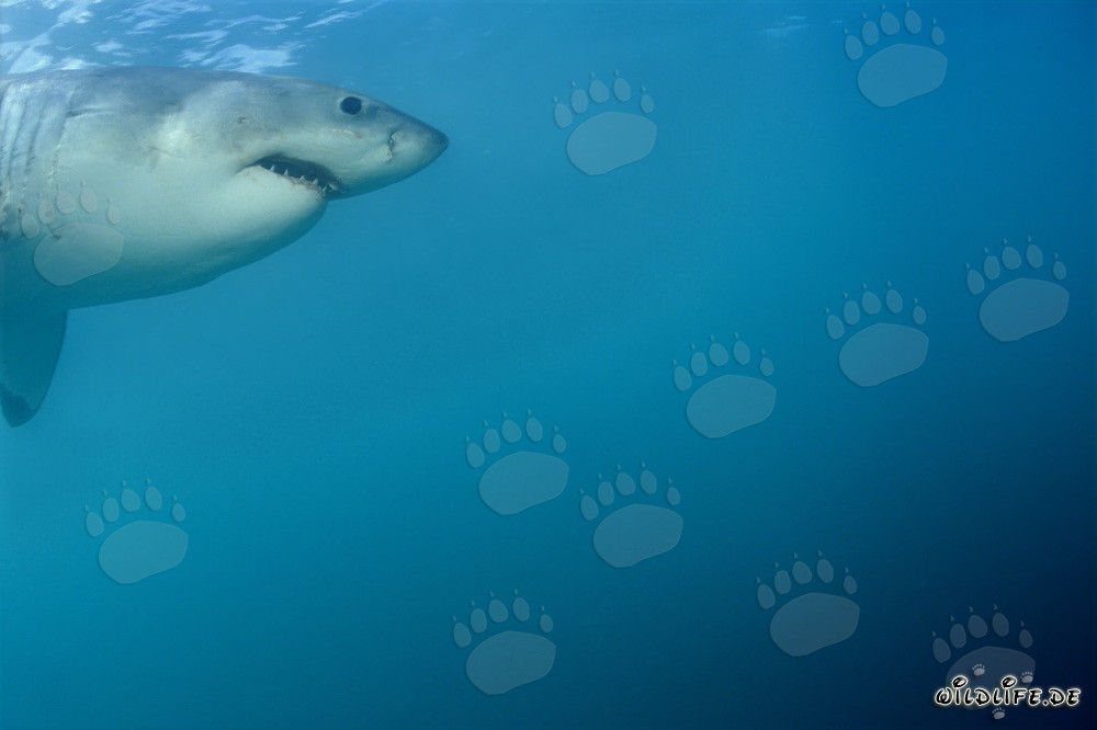 Ritratto di uno squalo bianco maestoso davanti all'isola Dyer in Sudafrica