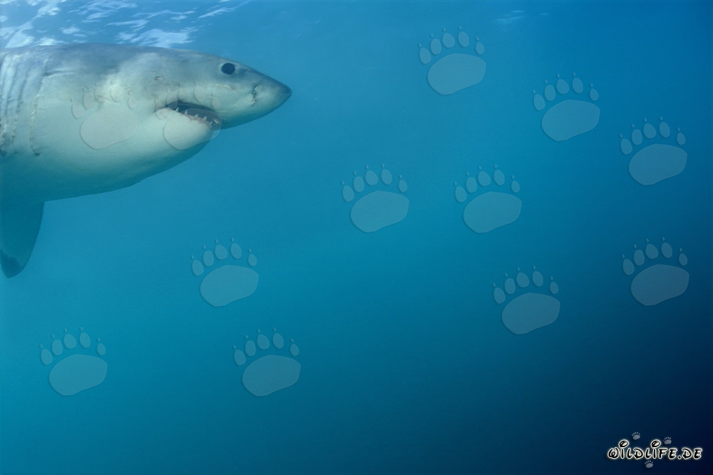 Retrato de un majestuoso tiburón blanco frente a la isla Dyer en Sudáfrica