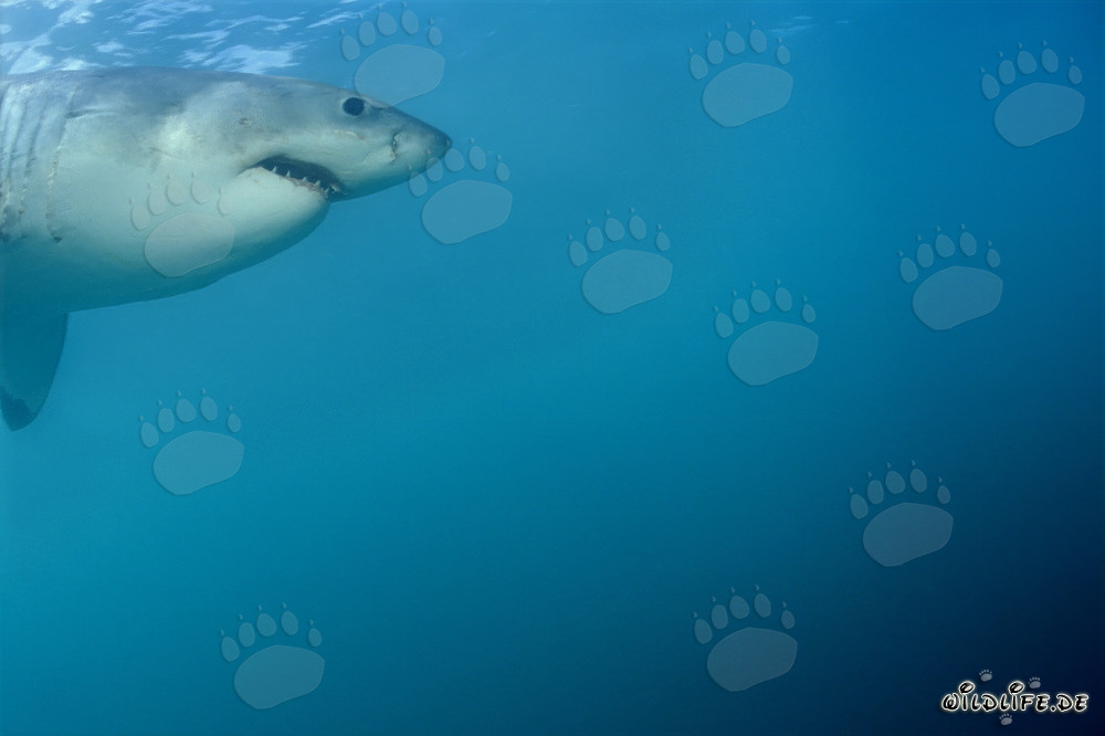 Porträt eines majestätischen Weißen Hais vor Dyer Island in Südafrika