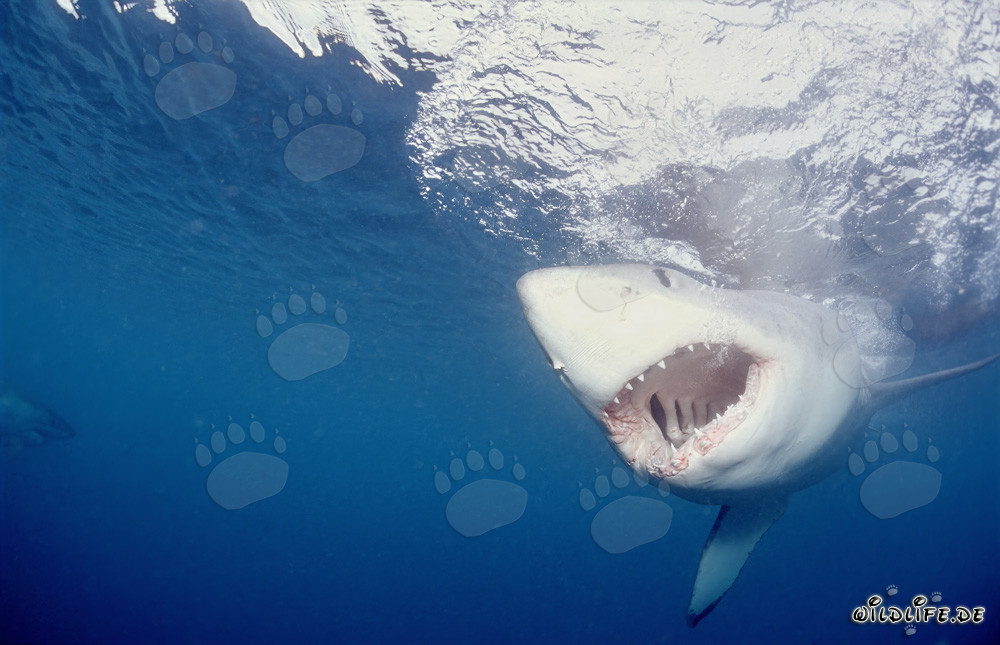 Un gran tiburón blanco fija la carnada
