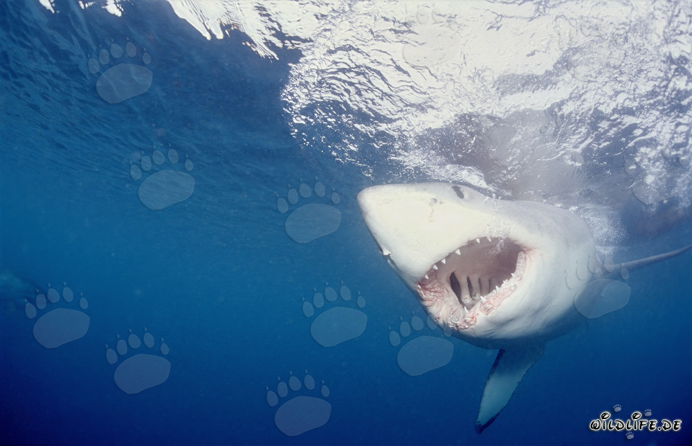 Un grand requin blanc fixe l'appât