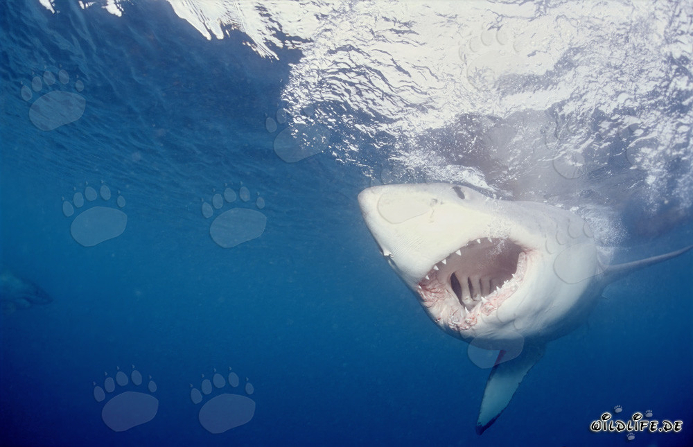 A Great White Shark staring at the bait