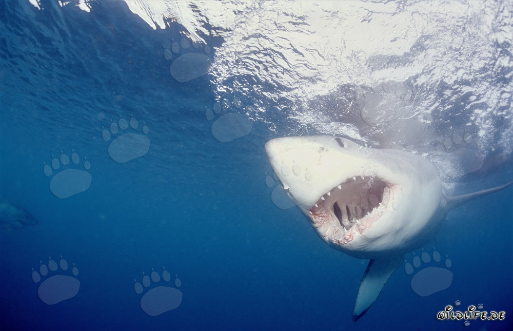 Uno squalo bianco fissa l'esca