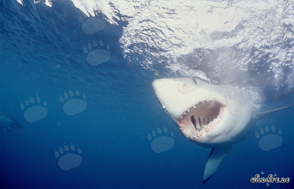 Ein Weißer Hai fixiert den Köder