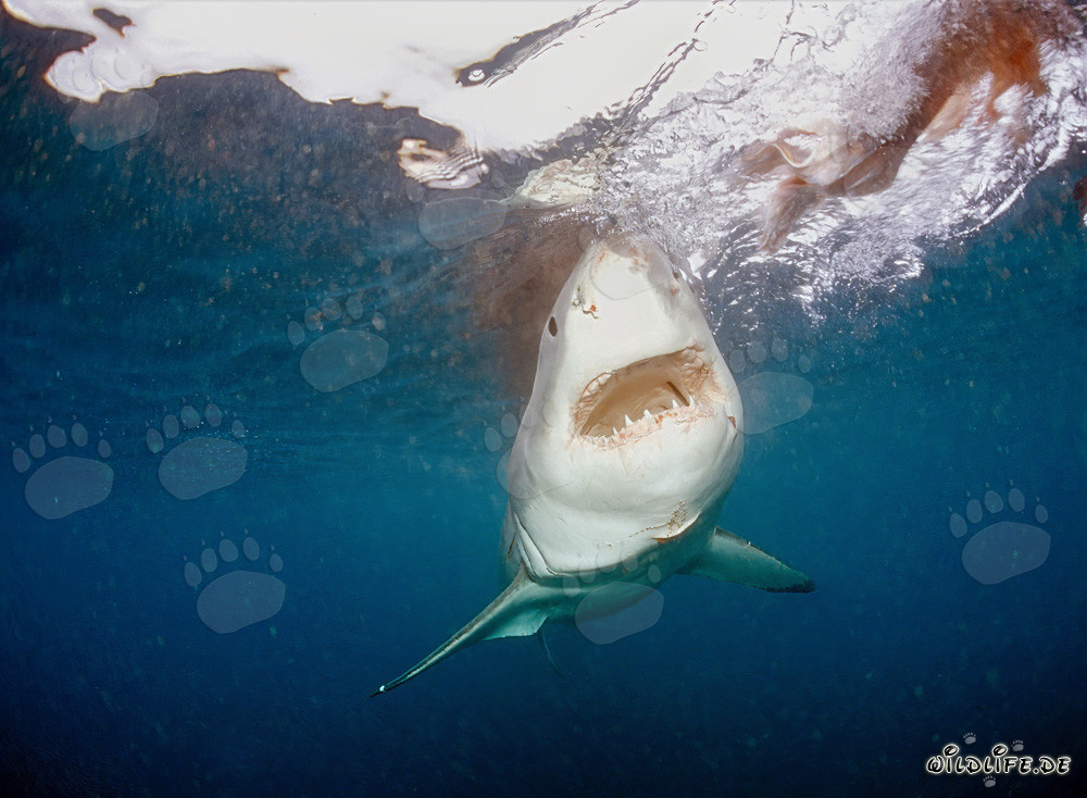 Great White Shark staring at the bait near Geyser Rock