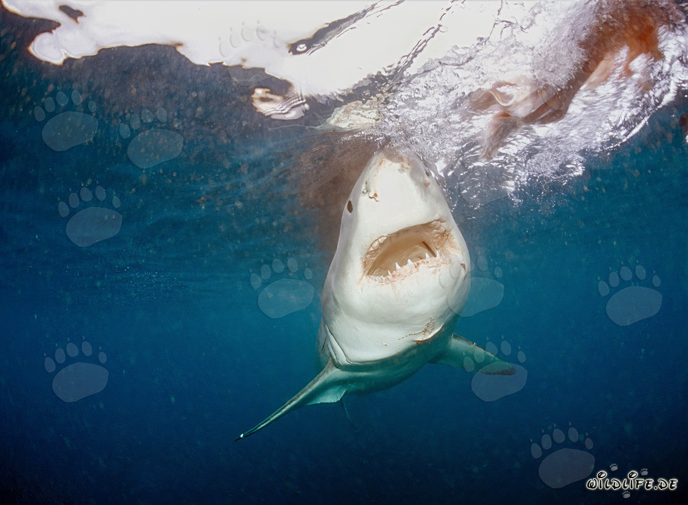 Grand requin blanc fixe l'appât devant l'île rocheuse Geyser Rock