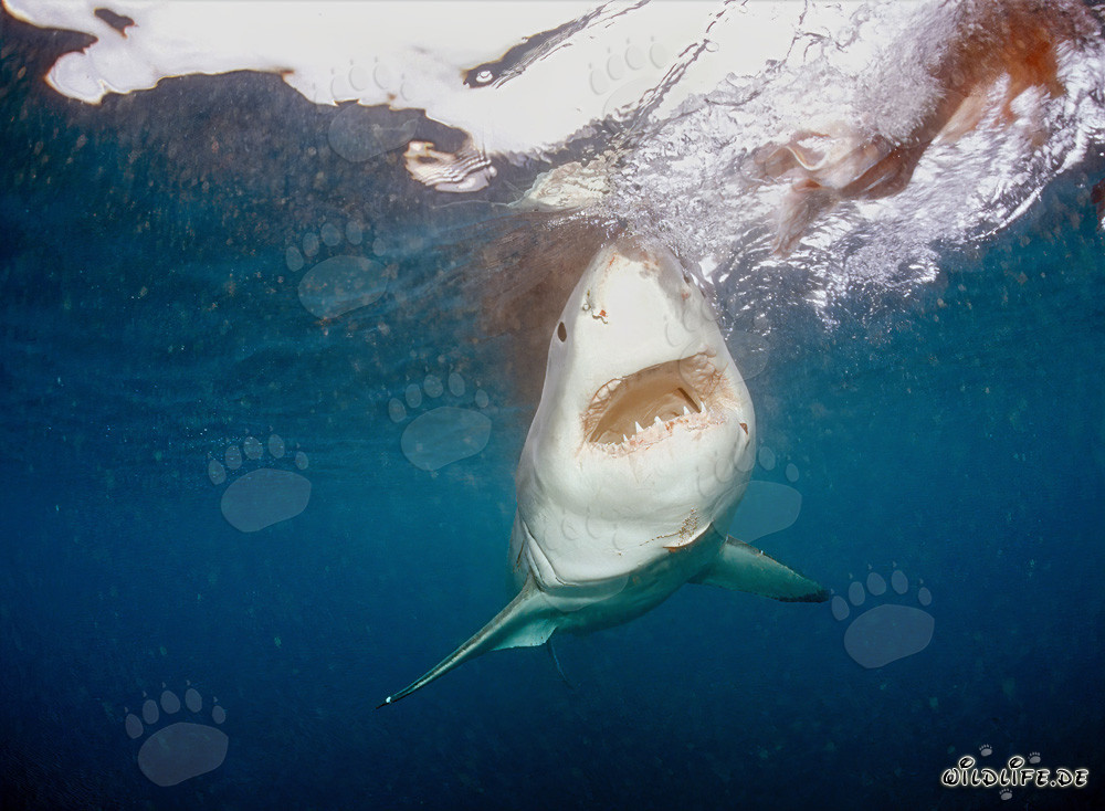 Grande squalo bianco fissa l'esca davanti all'isola rocciosa Geyser Rock