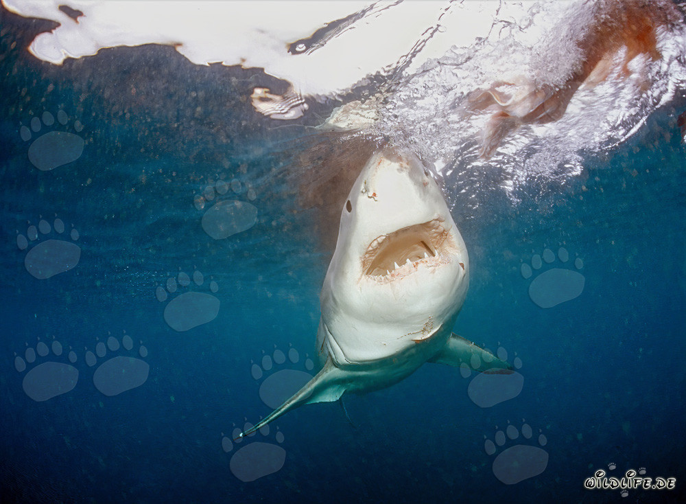 Großer Weißer Hai fixiert den Köder vor der Felseninsel Geyser Rock