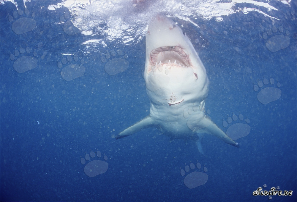 Le majestueux Grand Requin Blanc : symbole des mers