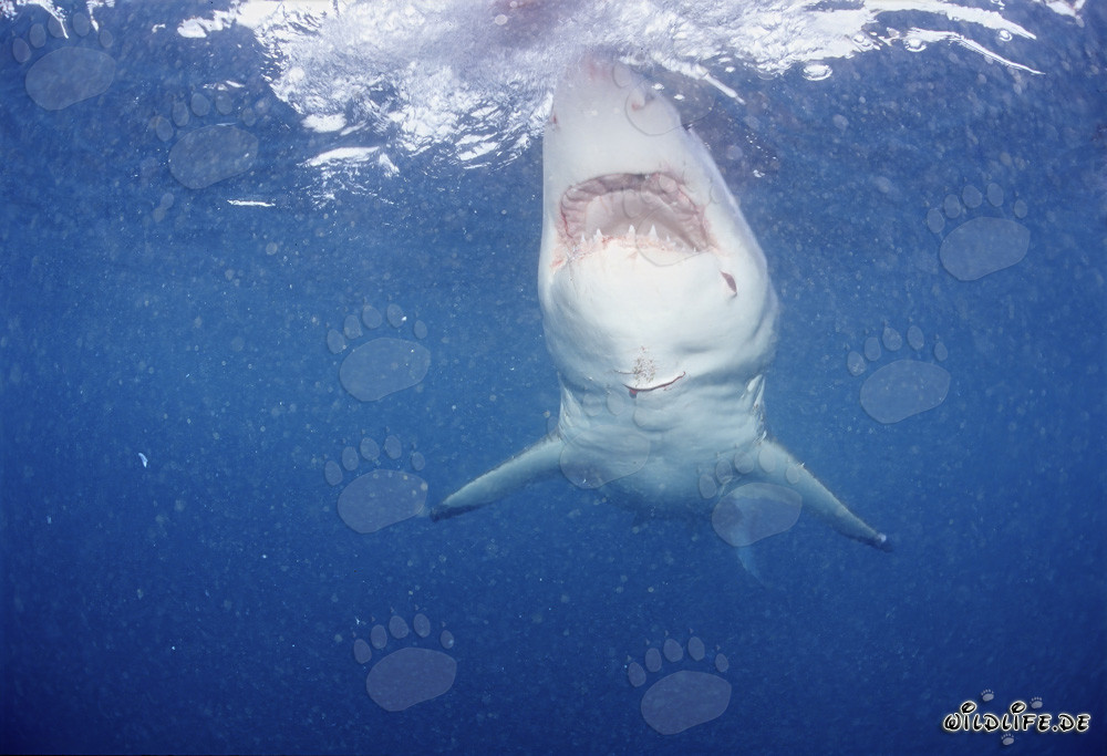 The majestic Great White Shark: Symbol of the Seas