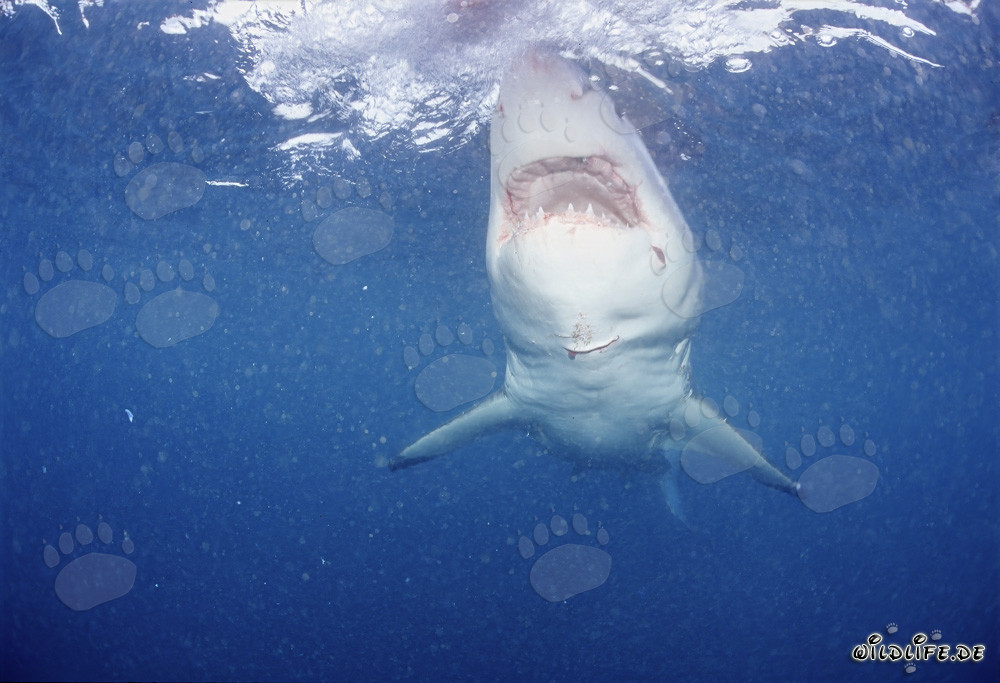Lo maestoso Squalo Bianco: simbolo dei mari
