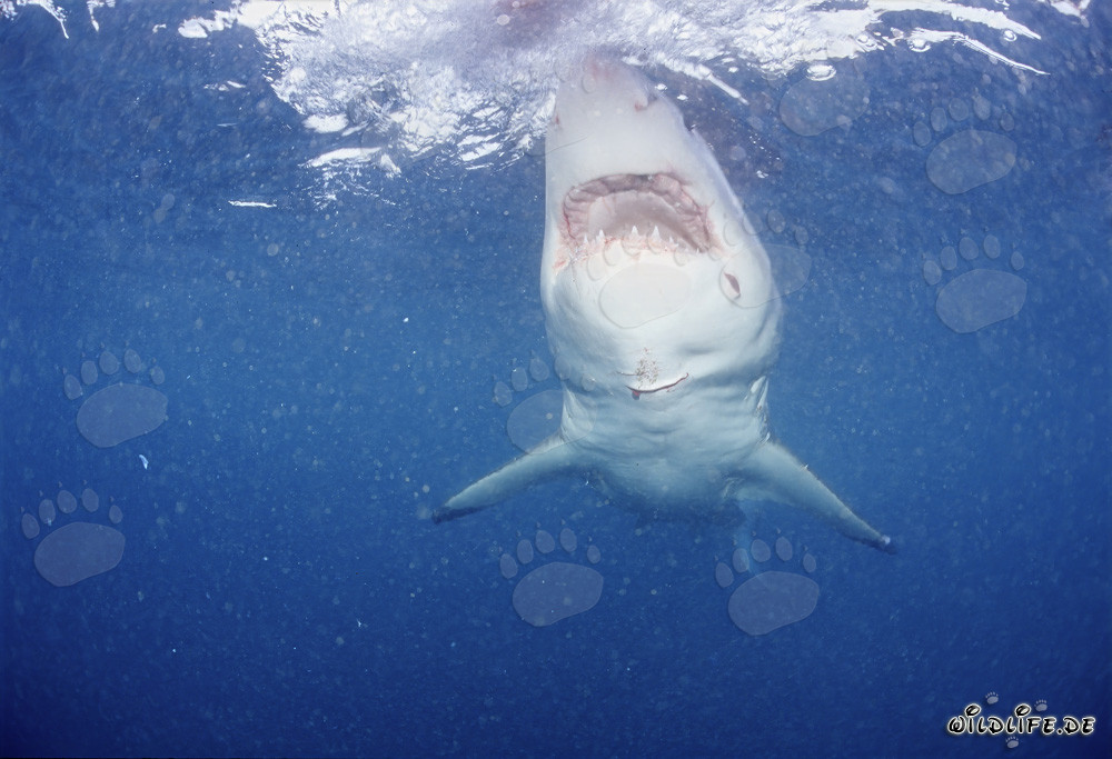 El majestuoso Tiburón Blanco: símbolo de los mares