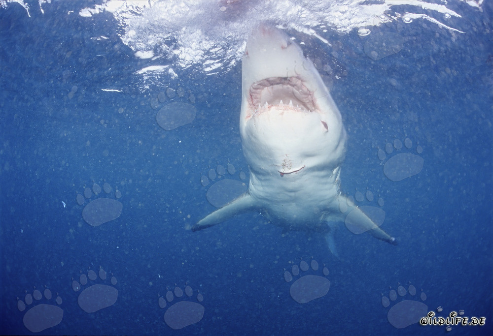 Der majestätische Weiße Hai: Symbol der Meere