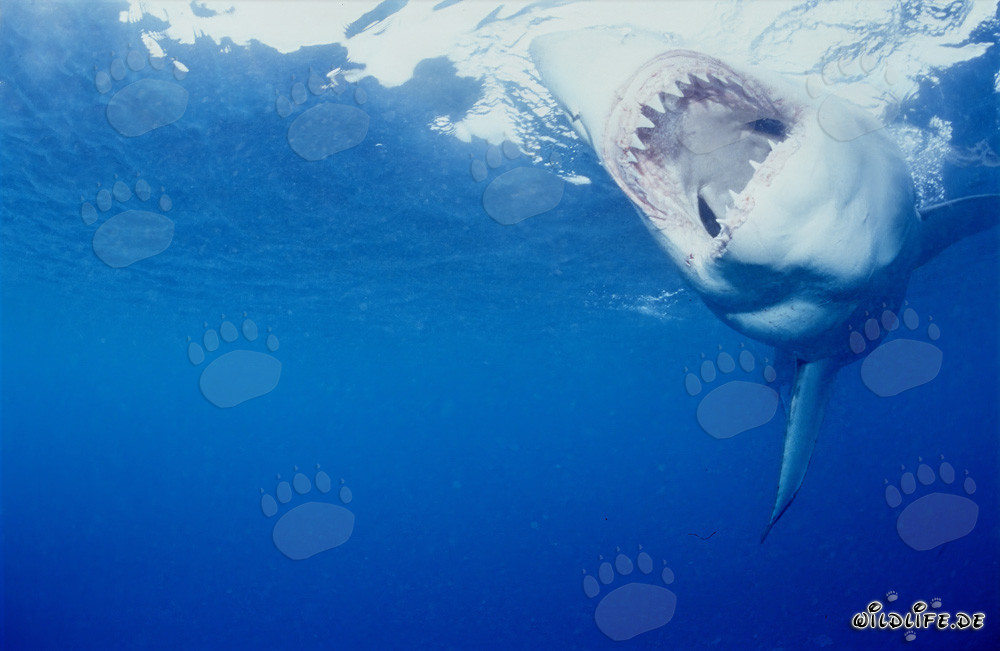 Le redoutable Grand Requin Blanc : Roi des mers