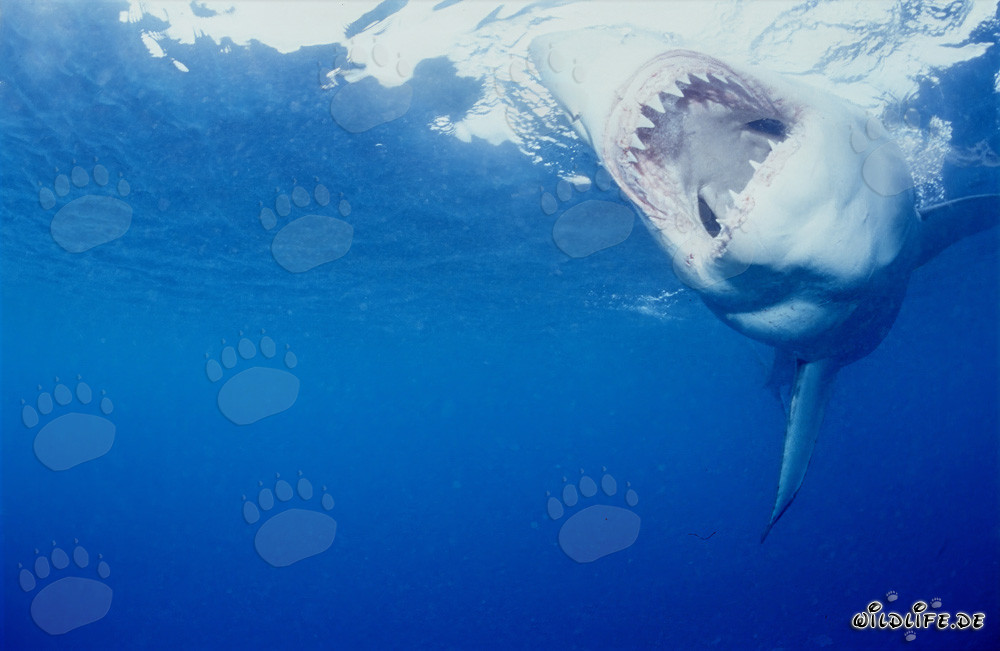 L'impressionante Squalo Bianco: Re dei mari