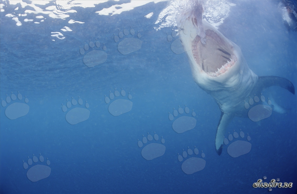 Requin blanc avec la gueule grande ouverte sous l'eau