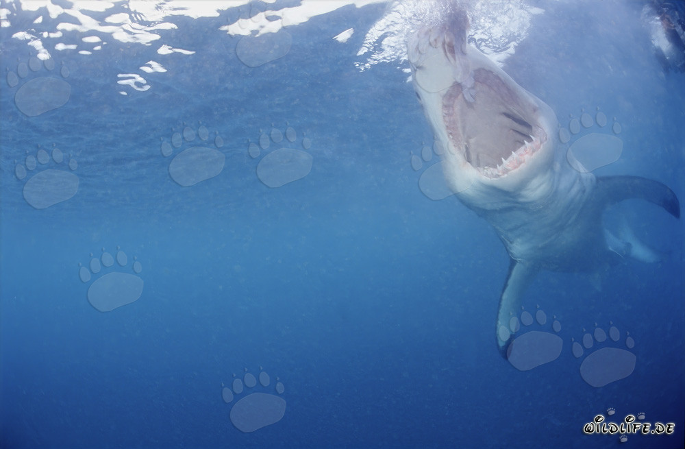 Squalo bianco con la bocca spalancata sott'acqua