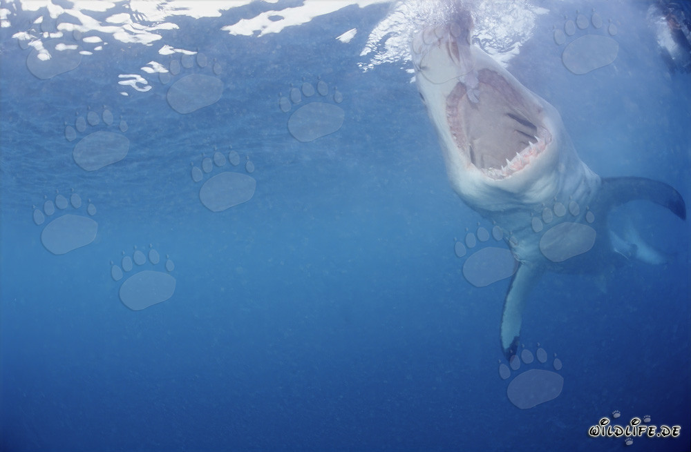 Tiburón blanco con la boca abierta bajo el agua