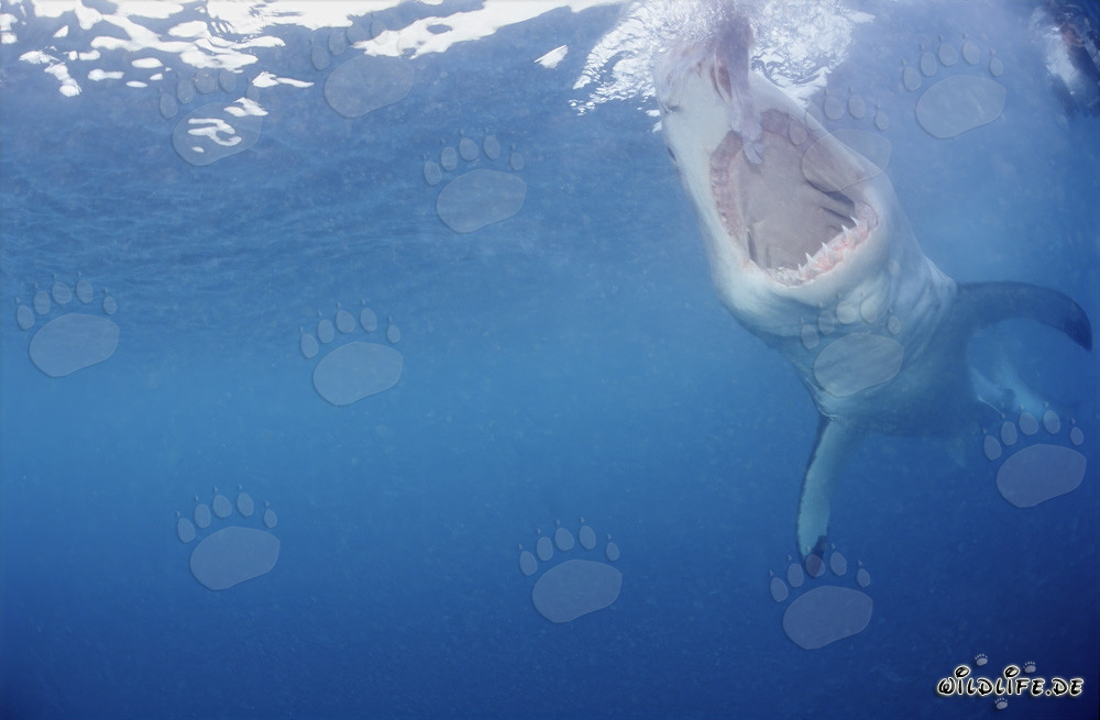 Weißer Hai mit weit geöffnetem Maul unter Wasser