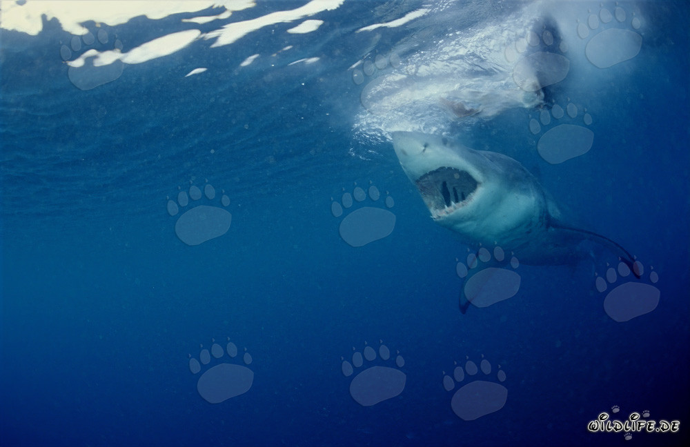 Impresionante Gran tiburón blanco acecha frente a la costa de Sudáfrica