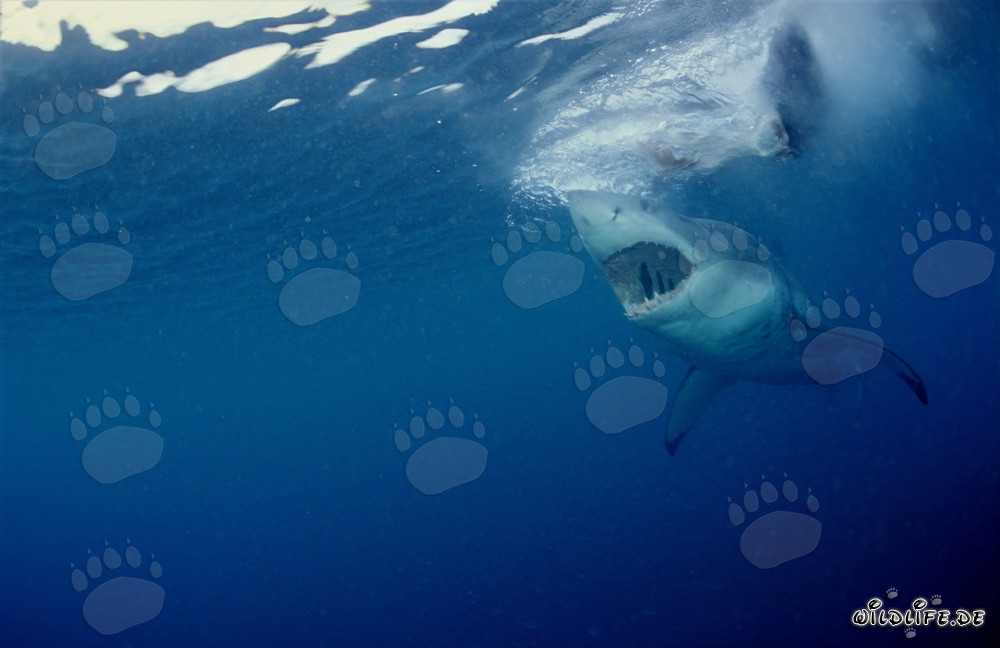 Grand requin blanc impressionnant chasse au large de la côte sud-africaine