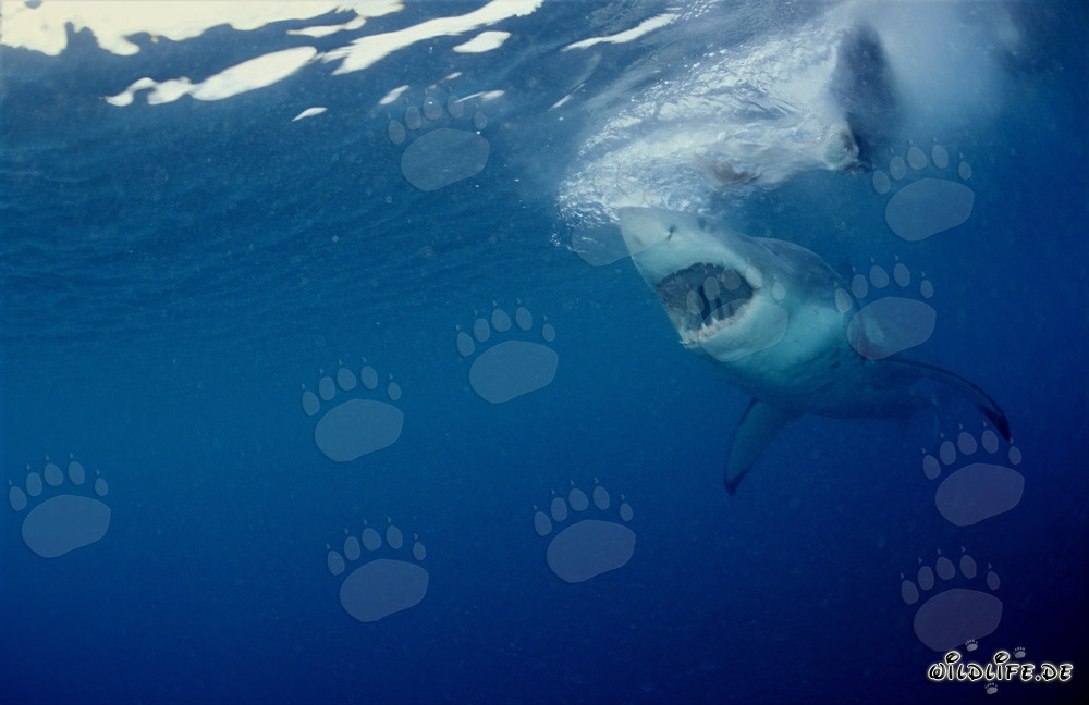 Impressive Great White Shark hunting off the coast of South Africa