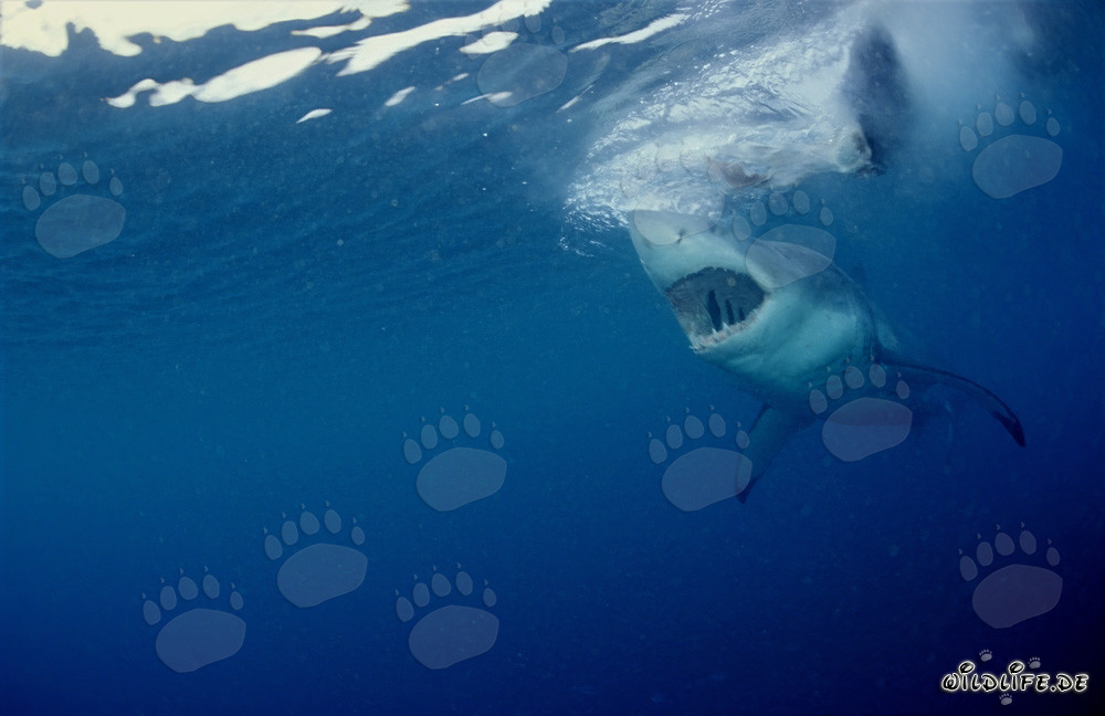 Imponente Squalo bianco insegue al largo della costa sudafricana