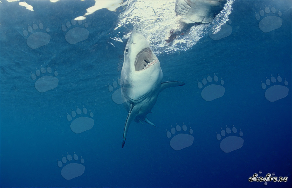 Grande Squalo Bianco in caccia davanti all'Isola Dyer, Sudafrica