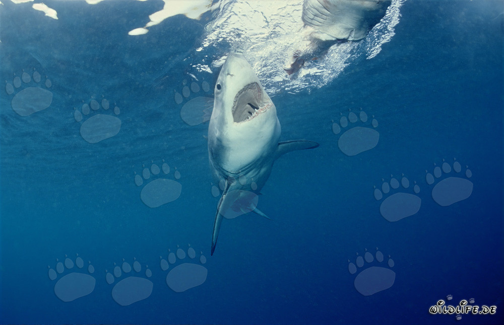 Grand Requin Blanc chassant devant l'île de Dyer, Afrique du Sud