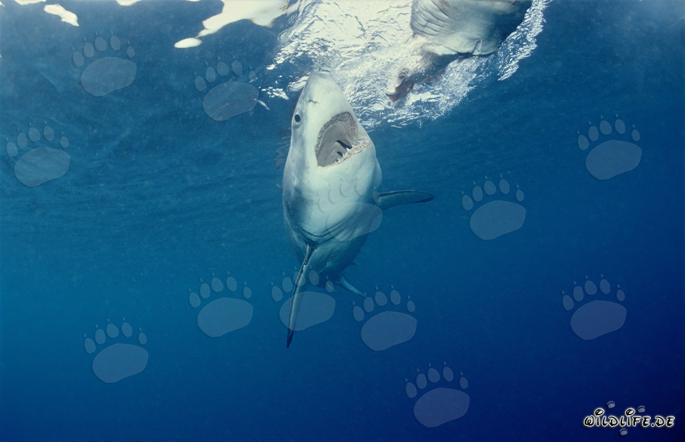 Gran Tiburón Blanco cazando frente a la Isla Dyer, Sudáfrica