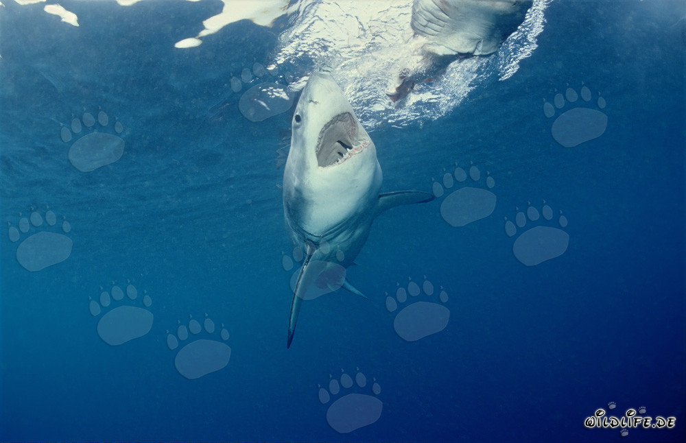 Majestic Great White Shark Hunting for Prey off Dyer Island, South Africa