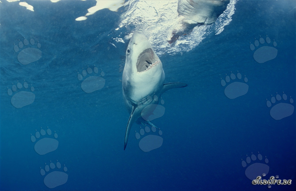 Majestätischer Weißer Hai auf der Jagd nach Beute vor Dyer Island, Südafrika