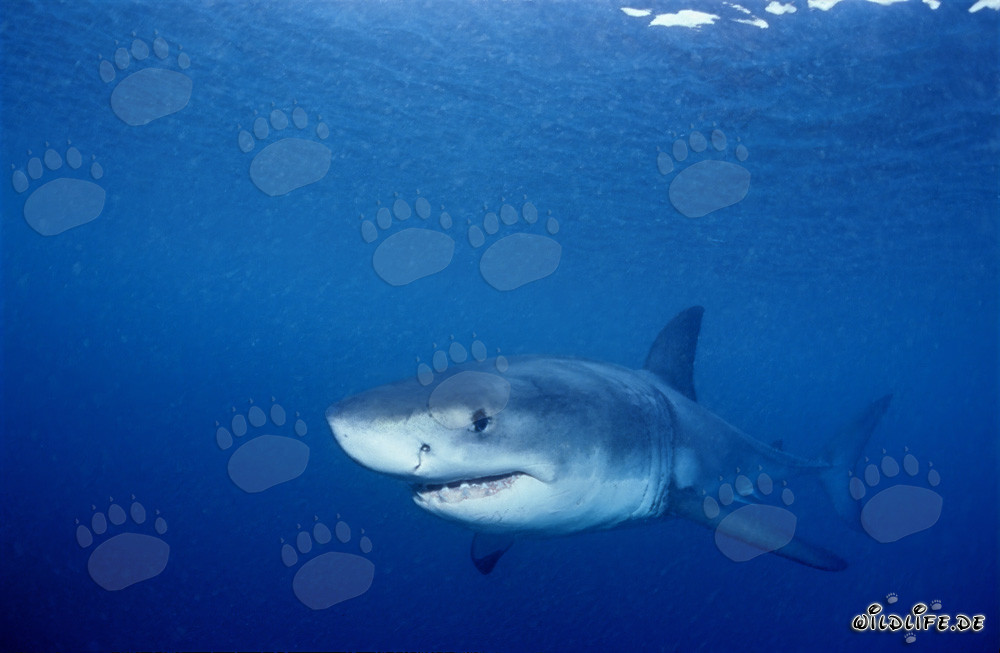 Baby Great White Shark exploring the waters around Geyser Rock