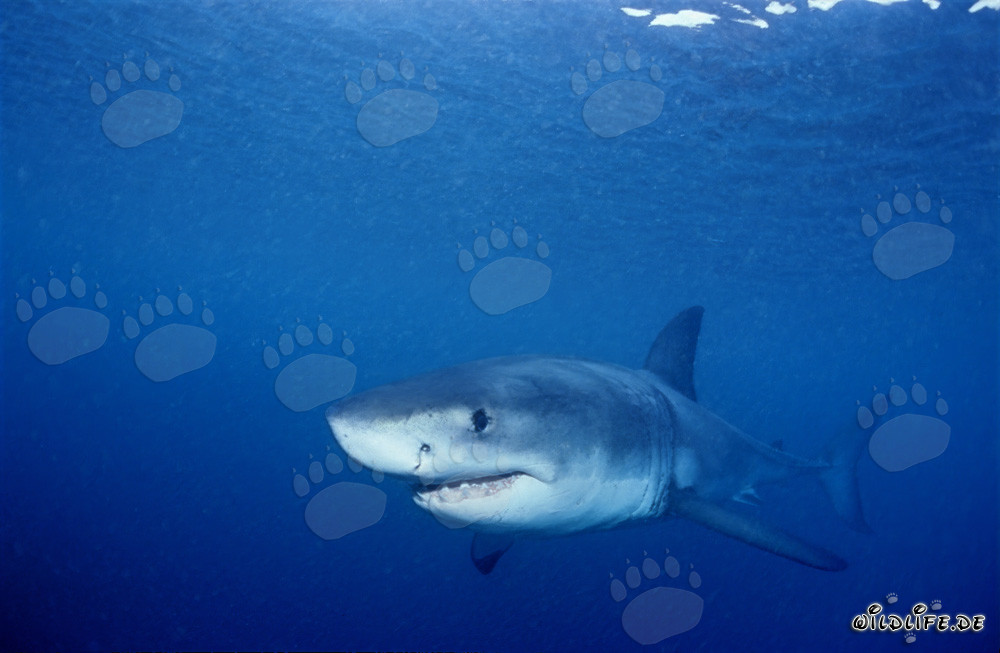 Jeune Requin Blanc explore les eaux autour de Geyser Rock