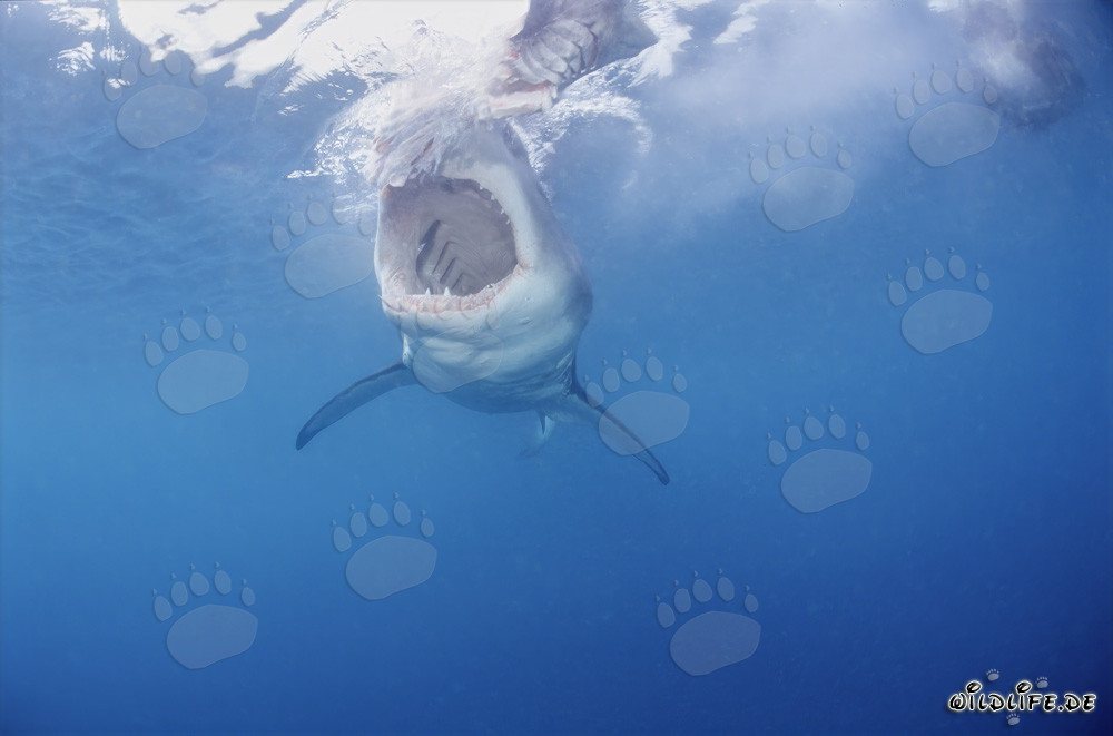 Le majestueux Grand Requin Blanc : Roi des mers