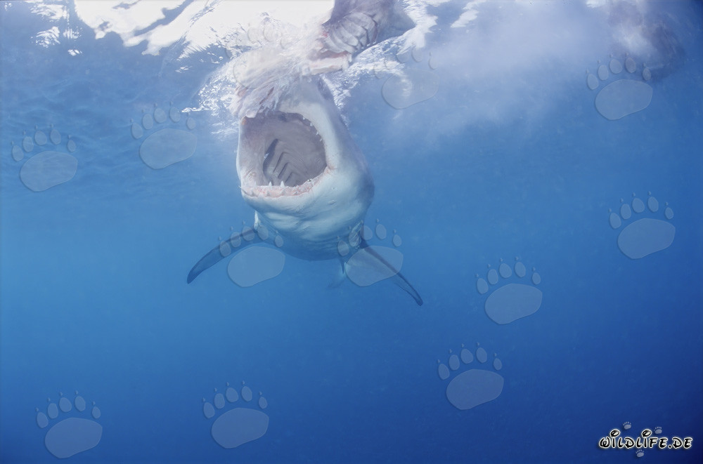 The majestic Great White Shark: King of the Seas