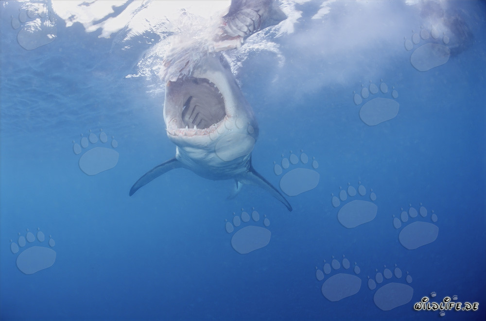 Il maestoso Squalo Bianco: Re dei mari