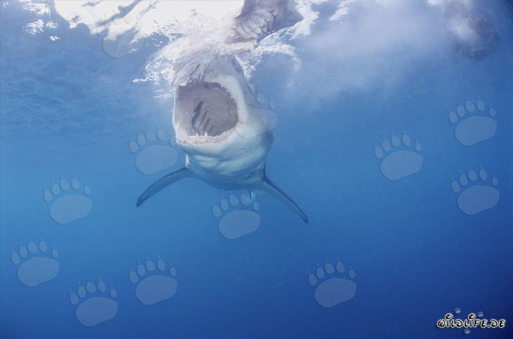 El majestuoso Tiburón Blanco: Rey de los mares