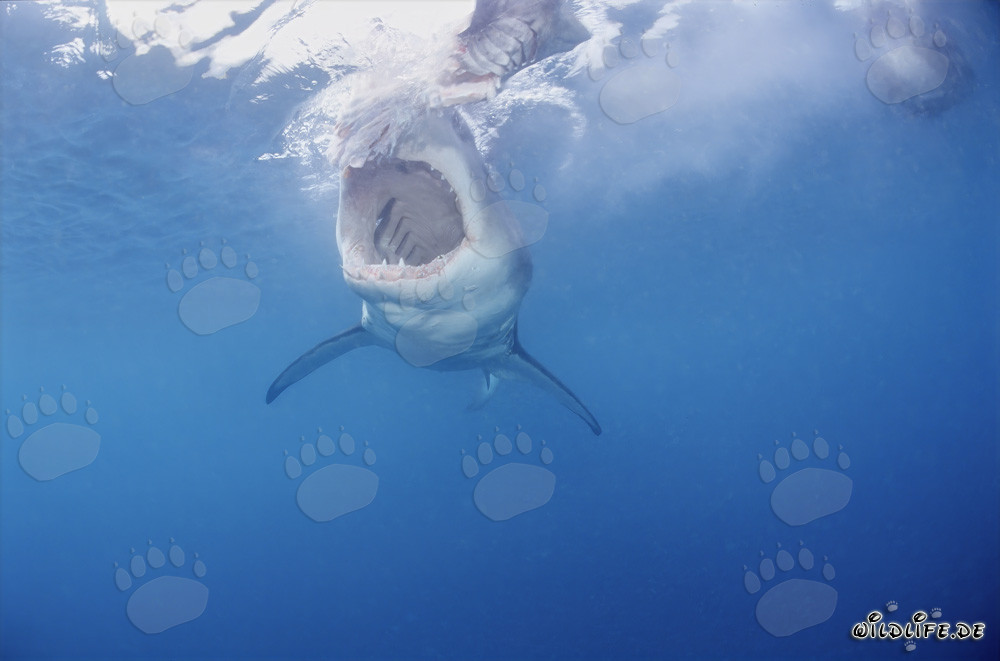 Der majestätische Weiße Hai: König der Meere