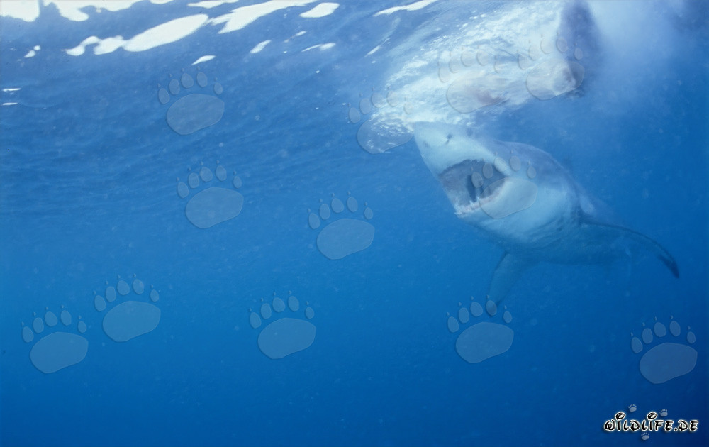 Grand requin blanc avec la gueule ouverte, prêt à chasser un phoque