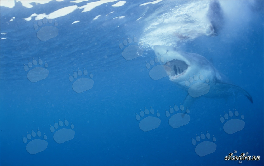 Gran Tiburón Blanco con la boca abierta, listo para cazar una foca