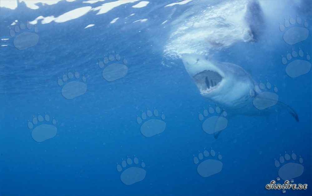 Impressive Great White Shark with Open Jaws, Ready to Hunt a Seal