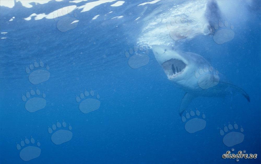 Imposanter Weißer Hai mit geöffnetem Maul, bereit für die Jagd auf eine Robbe